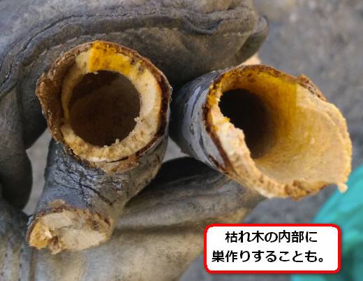 クマバチの巣